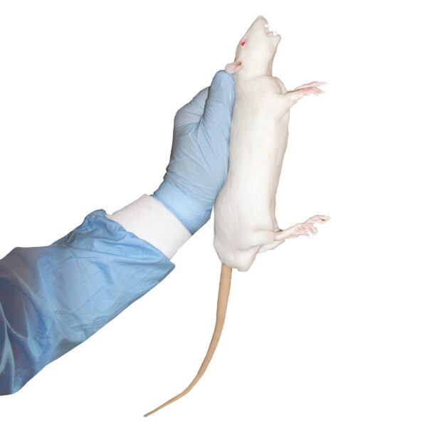CurVet Rat Training Simulator