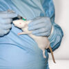 CurVet Rat Training Simulator - Image 3